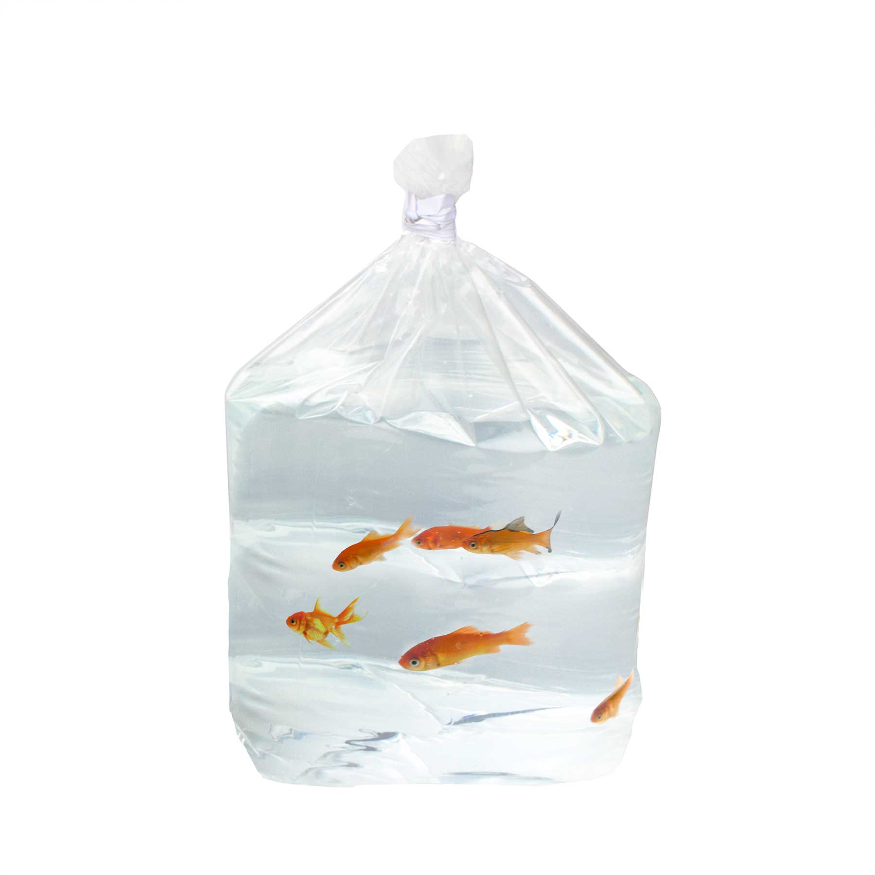 Tropical Fish Bags 3 Mil